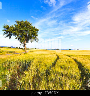 Ein Weizen mit Kurve zweigleisig und ein Baum in einem Frühlingstag eingereicht. Landschaft im ländlichen Raum. Am Horizont klarer Himmel. Toskana, Italien. Stockfoto