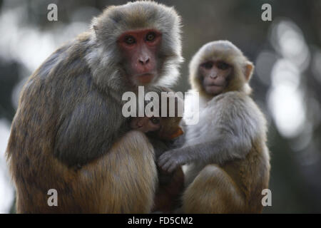 Kathmandu, Nepal. 28. Januar 2016. Ein Kleinkind Auszüge Milch seiner Mutter im Inneren der Prämisse Swayambhunath Stupa in Kathmandu, Nepal auf Donnerstag, 28. Januar 2016. Swayambhunath Stupa heißt auch "Affentempel" wegen der Hunderte von Affen, die rund um den Tempel zu huschen. © Skanda Gautam/ZUMA Draht/Alamy Live-Nachrichten Stockfoto