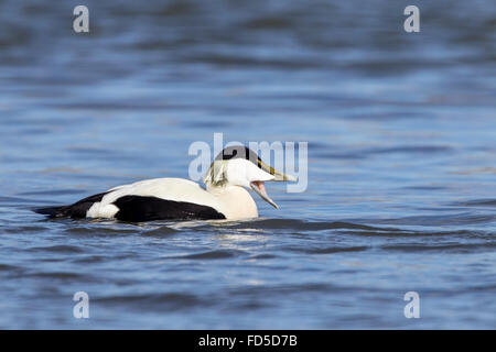 gemeinsamen Eiderenten (Somateria Mollissima) Männchen Schwimmen am Meer mit Mund offen, Aberdeenshire, Schottland, UK Stockfoto