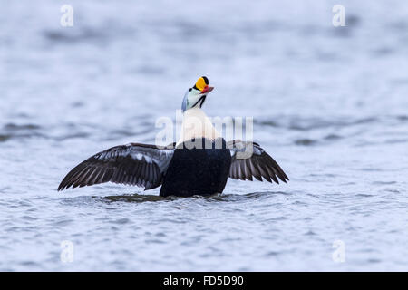 König Eiderenten (Somateria Spectabilis) Erwachsenen Drake Schwimmen am Meer mit Flügeln angesprochen, Ythan Mündung, Aberdeen, Scotland, UK Stockfoto