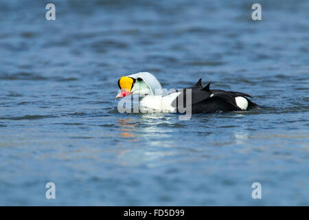 König Eiderenten (Somateria Spectabilis) Erwachsenen Drake Schwimmen am Meer, Ythan Mündung, Aberdeen, Scotland, UK Stockfoto