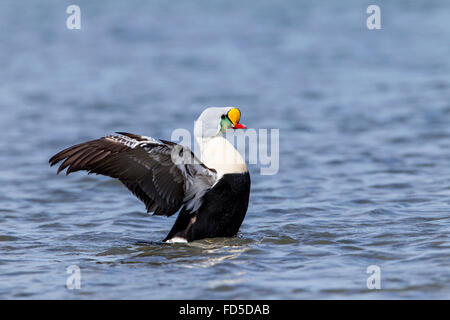 König Eiderenten (Somateria Spectabilis) Erwachsenen Drake Schwimmen am Meer mit Flügeln angesprochen, Ythan Mündung, Aberdeen, Scotland, UK Stockfoto