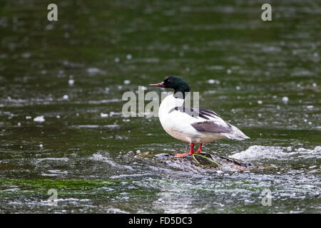 Gänsesäger (Mergus Prototyp) Erwachsenen Drake und 2 Enten stehen auf Felsen in der Mitte des schnell fließenden Fluss, Aberdeen, Schottland Stockfoto