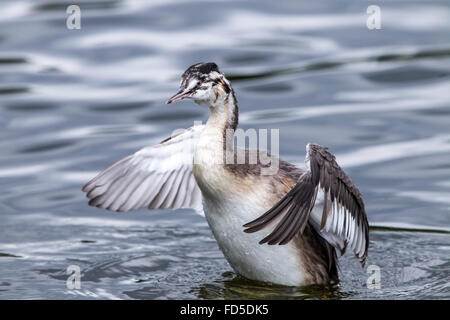 Great crested Haubentaucher (Podiceps Cristatus) juvenile Küken schwimmen auf Wasser, Norfolk, East Anglia, England, Vereinigtes Königreich Stockfoto