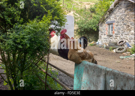 drei Hof Hühner thront auf ein altes Metall fünf Bar Tor mit alten landwirtschaftlichen Gebäuden im Hintergrund. Stockfoto