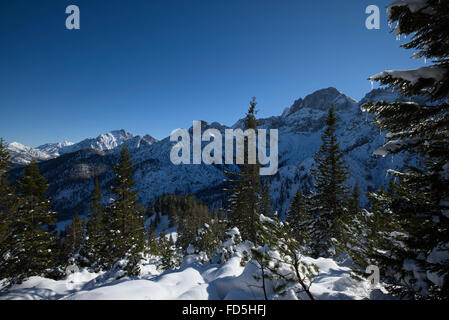 glänzende Eiszapfen auf einen Baum vor schneebedeckten Bergen, Karwendel, Hinterriss, Österreich Stockfoto