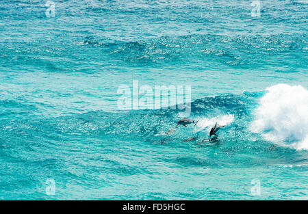 Schule von Delfinen spielen und springen in den Wellen vor Stradbroke Island, Queensland, Australien Stockfoto