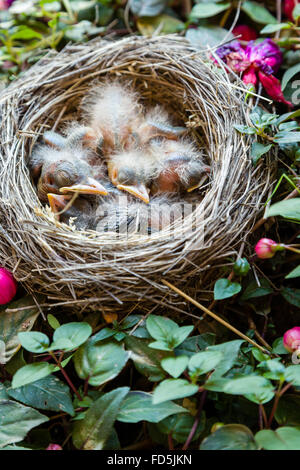 Baby Robins in einem Nest, die in einem blühenden Busch gebaut wurde. Stockfoto