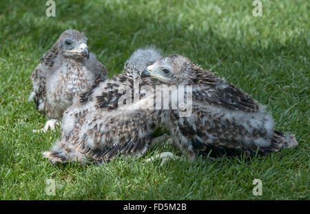 Drei Rotmilan (Milvus Milvus) Küken, drei Tage alt. Stockfoto