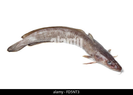 Frisches rohes Ling Fisch auf weißem Hintergrund Stockfoto