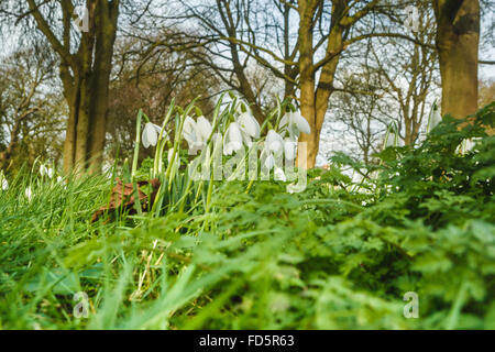 Rutland, UK., 28. Januar 2016. Winter Aconites und Schneeglöckchen erscheinen etwas früher als normal in der Grafschaft Rutland aufgrund des warmen Winters als üblich. Diese zwei Blumen Herold in der Regel am Ende des Winters und das kommen des Frühlings Credit: Jim Harrison/Alamy Live News Stockfoto