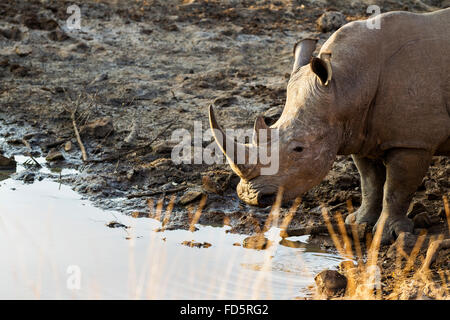 Ein Breitmaulnashorn rund um etwas zu trinken Stockfoto