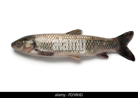 Ganz einzigen Graskarpfen auf weißem Hintergrund Stockfoto