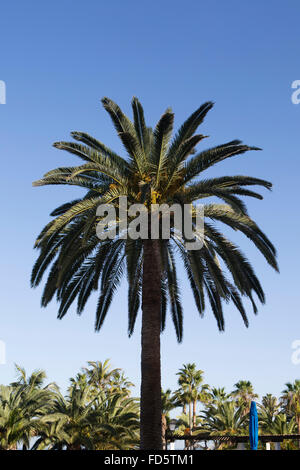 Palmen an der Strandpromenade in Puerto De La Cruz auf Teneriffa, Spanien. Die Promenade mit Blick auf den Atlantischen Ozean. Stockfoto