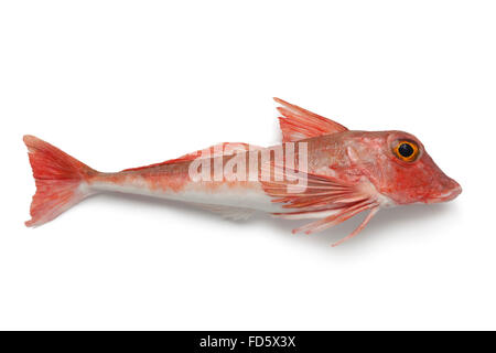 Frische rote Wanne Knurrhahn Fisch auf weißem Hintergrund Stockfoto