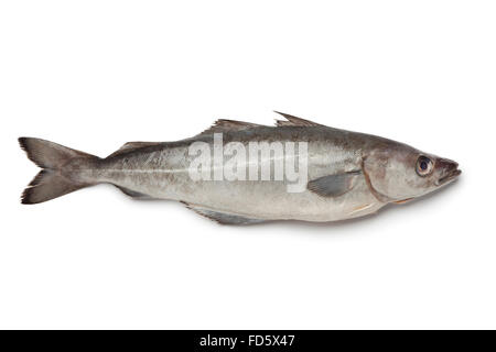 Frische Atlantik Pollock Fisch auf weißem Hintergrund Stockfoto