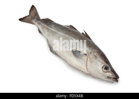 Frischer Seelachs Fisch auf weißem Hintergrund Stockfoto