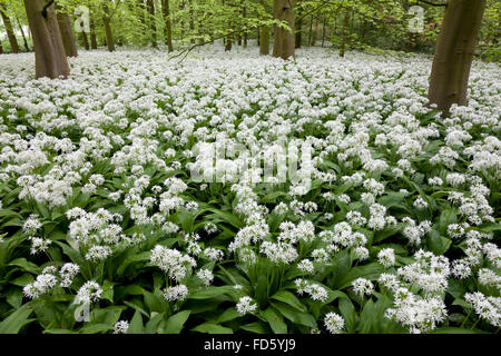 Bereich der weiß blühende Lösegelder im Frühling Stockfoto