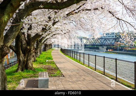 Die Kirschblüten blühen in Kyoto, Japan. Stockfoto