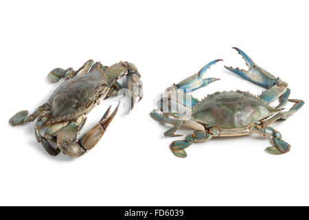 Zwei blaue Krabben auf weißem Hintergrund Stockfoto