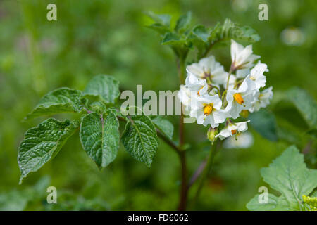 Weiße Blüte Solanum Tuberosum, Kartoffel Stockfoto