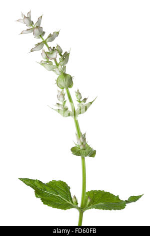 Frische Salvia Sclarea auf weißem Hintergrund Stockfoto