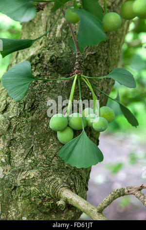 Ginkgo-Biloba-Samen am Baum Stockfoto