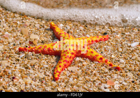 Seesterne liegen am Strand gegen eine gegen Schaum des Meeres Stockfoto