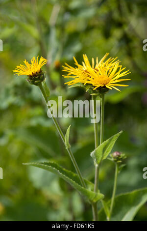 Inula Blüten im Garten Stockfoto