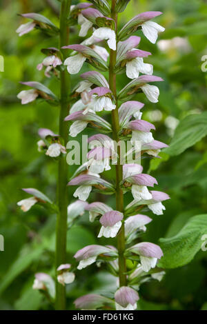 Frische blühende Salvia sclarea Stockfoto