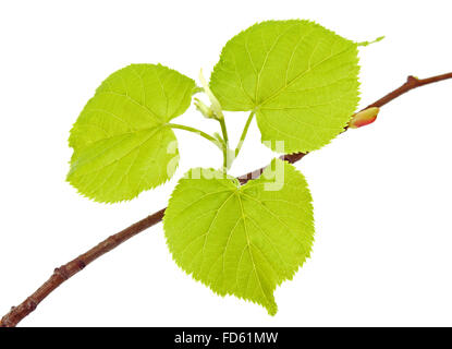 Linden-Zweig mit jungen Flugblätter auf dem weißen Hintergrund Stockfoto