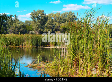 Sommerlandschaft mit Schilf und Wald am See gegen den blauen Himmel Stockfoto