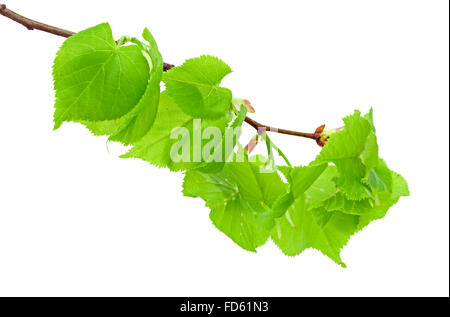 Linden-Zweig mit jungen Flugblätter auf dem weißen Hintergrund Stockfoto