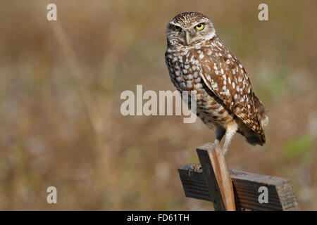 Sitzen auf eine Holzstange Kanincheneule (Athene Cunicularia) Stockfoto