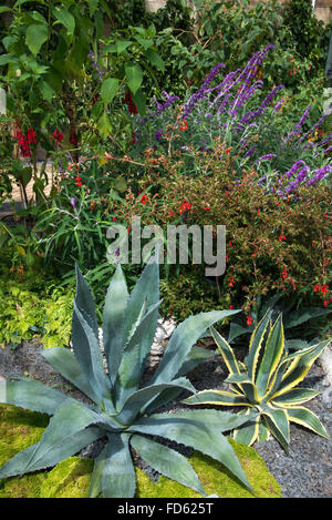 Exotische Pflanzen im frisch renovierten Wintergarten in Wentworth Castle Gardens in Yorkshire, England. Stockfoto