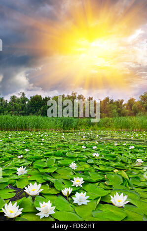 Schöner See mit weißen Lilien gegen einen dramatischen Sonnenuntergang Stockfoto