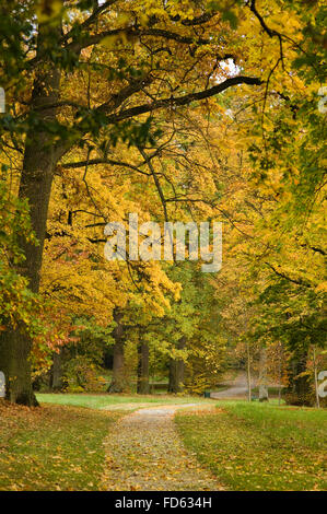 Herbstliche Bäume im Garten von Schloss Fasanerie in der Nähe von Fulda in Deutschland Stockfoto