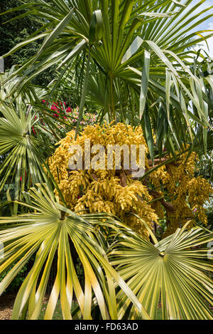 Trachycarpus Fortunei in Blüte. Stockfoto