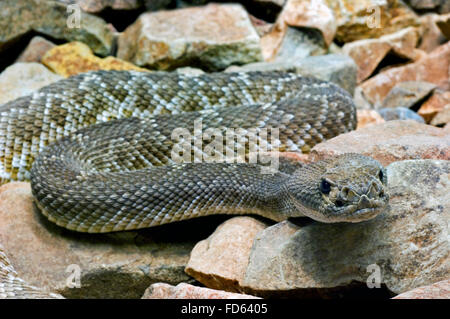 Rote Diamantklapperschlange / rote Diamant-backed Klapperschlange (Crotalus Ruber / Crotalus Adamanteus Atrox), ursprünglich aus Kalifornien, USA Stockfoto