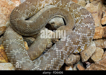 Rote Diamantklapperschlange / rote Diamant-backed Klapperschlange (Crotalus Ruber / Crotalus Adamanteus Atrox), ursprünglich aus Kalifornien, USA Stockfoto