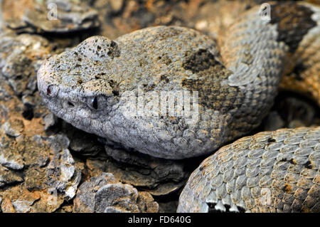 Fleckige Felsen-Klapperschlange (Crotalus Lepidus Lepidus) Nahaufnahme des Kopfes, native nach Südwesten der Vereinigten Staaten und Mexiko Stockfoto