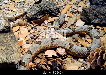 Fleckige Felsen-Klapperschlange (Crotalus Lepidus Lepidus) stammt aus Südwesten der USA und Nord-Zentral-Mexiko Stockfoto