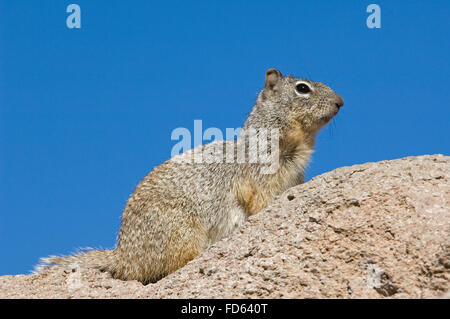 Alarmiert Rock Eichhörnchen (Otospermophilus Variegatus / Spermophilus Variegatus) auf der Suche, ursprünglich aus Mexiko und USA Stockfoto