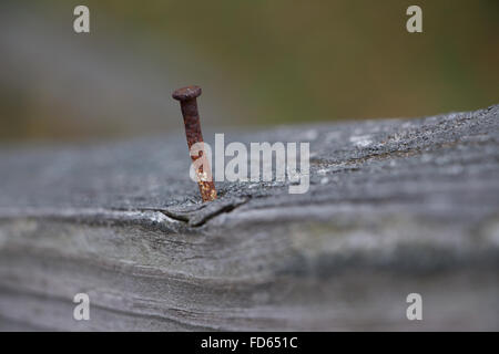 Einem rostigen Nagel ragte aus einem alten Stück Holz. Stockfoto