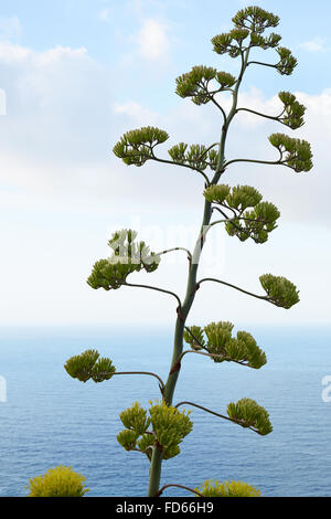 Agave Blumen- und Pflanzenmarkt mit Blick auf das Mittelmeer Meer Stockfoto