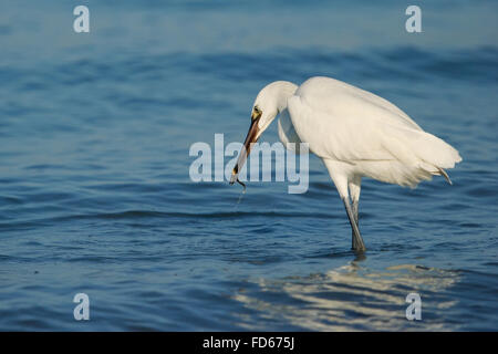 Rötliche Silberreiher (Egretta saniert) weiße Morph Jagd Stockfoto