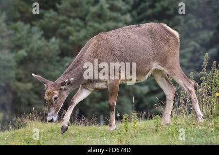 Thorold Hirsch (Cervus Albirostris) oder White-Lipped Hirsch Stockfoto