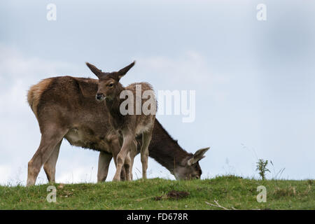 Thorold Hirsch (Cervus Albirostris) oder White-Lipped Hirsch Stockfoto