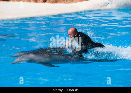 Delphine im Loro Parque, Puerto de la Cruz, Teneriffa, Kanarische Inseln Stockfoto