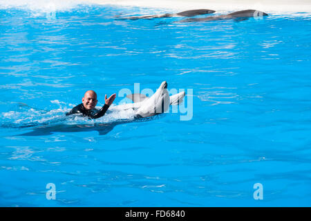 Delphine im Loro Parque, Puerto de la Cruz, Teneriffa, Kanarische Inseln Stockfoto